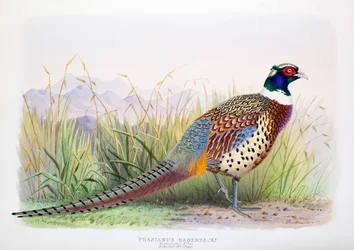 Phasianus hagenbecki, 1906-7